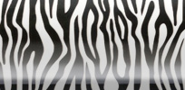 Zebra Black