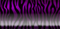 Zebra Purple